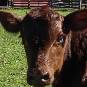 Meet your Posher, Charles